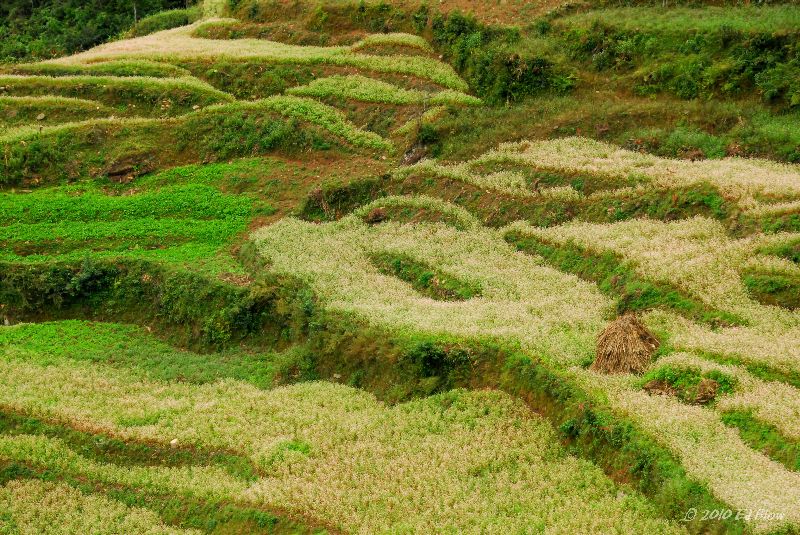 Patterns in Green