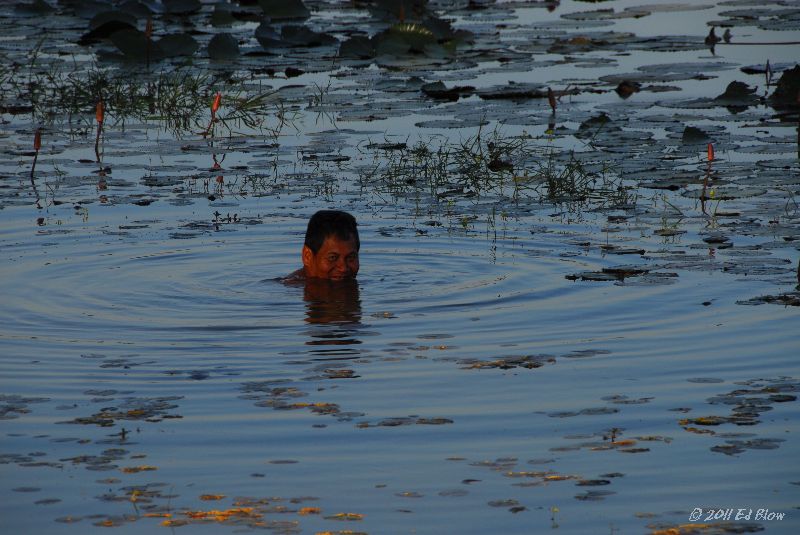 Bathing with Lilies