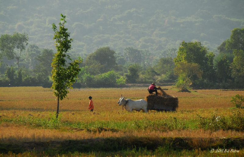 Harvest