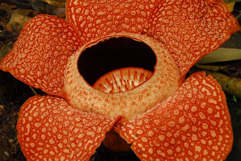 Rafflesia