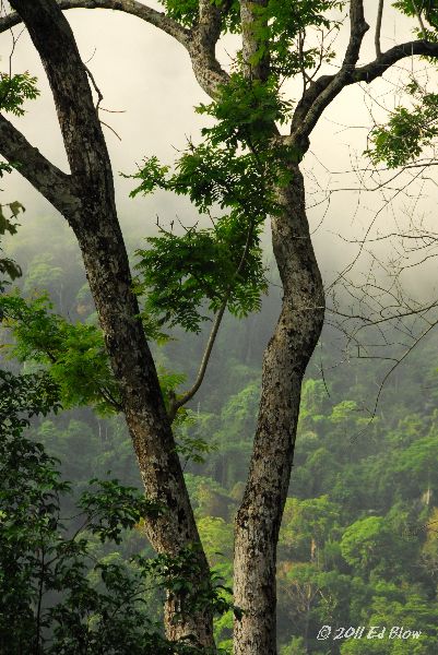 Tree Bark