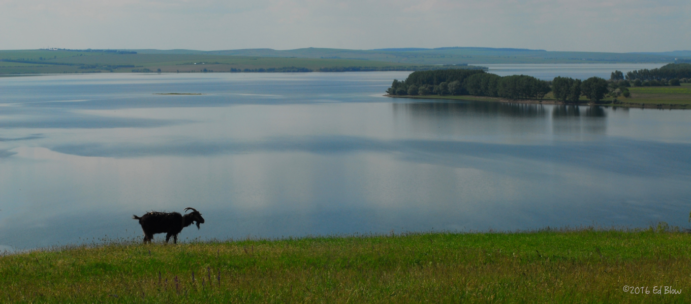 Goat by Lake