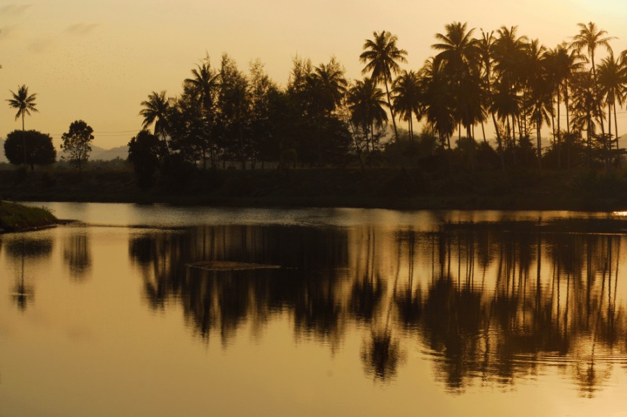 Golden Palms