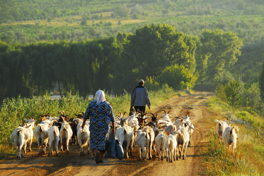 Morning Herds